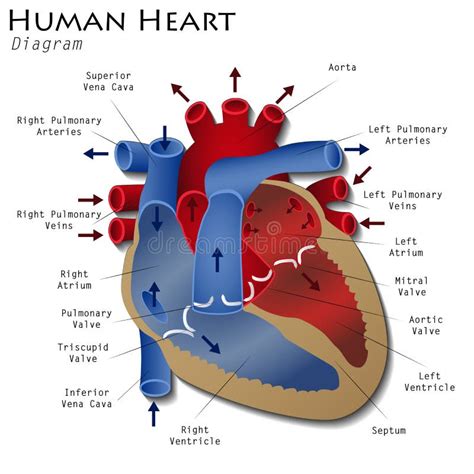 Human Heart Diagram Stock Illustration Illustration Of Science 55185229