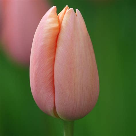 Buy Single Late Tulip Bulbs Tulipa Menton £499 Delivery By Crocus