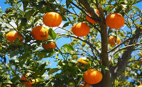 Manos A La Obra Conoce Como Plantar Un árbol De Naranja En Tu Casa
