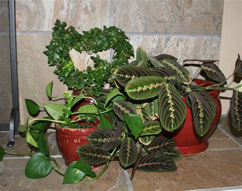 Fafa artificial fiddle leaf potted plant (multiple sizes). home plants decor 2017 - Grasscloth Wallpaper