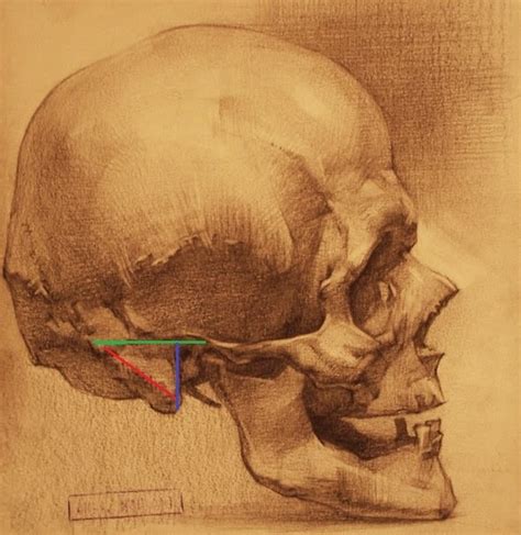 Топографическая анатомия головы часть 1