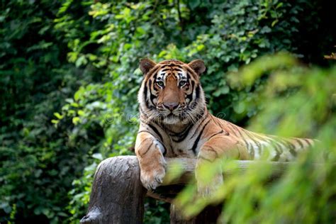 Bengal Tiger Resting Among Green Bush Stock Photo Image Of Wildcat