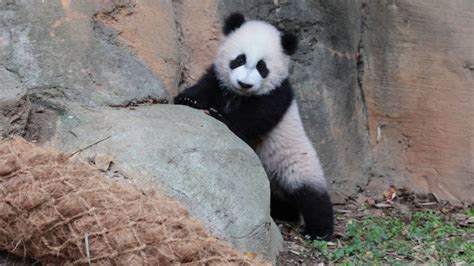 Zoo Atlantas Panda Cubs Go Outside For The First Time Youtube