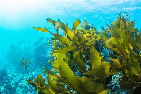 Ways To Eat Seaweed And Kelp Health N