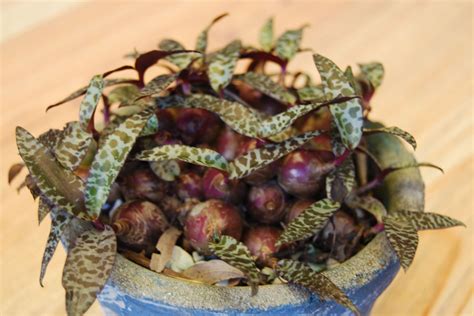 Ледебурия ledebouria socialis (silver squill) pr4972. Plants & Flowers » Ledebouria socialis