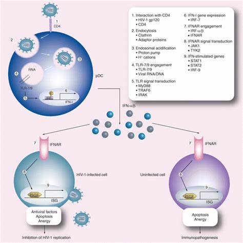 Type I Interferon In Hiv Treatment From Antiviral Drug To Therapeutic