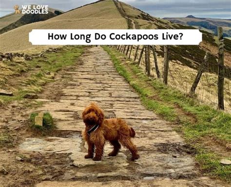 How Long Do Cockapoos Live 2023 We Love Doodles
