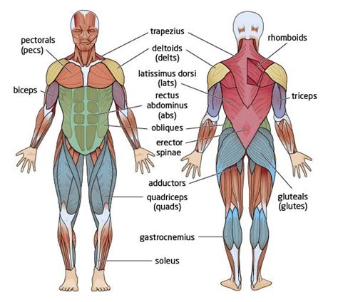 Major Muscles Groups Muscular System Human Muscular System Major Muscles
