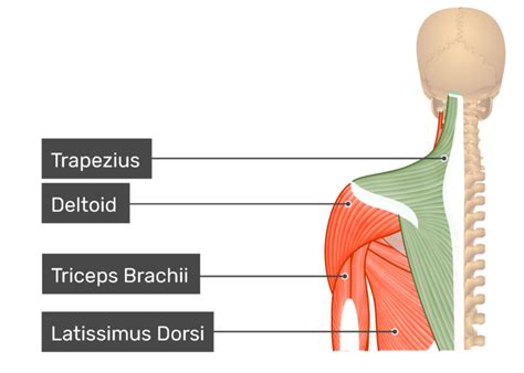 Learn about muscles anatomy getbodysmart with free interactive flashcards. Trapezius Muscle