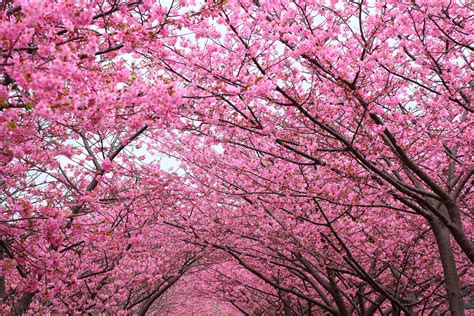 Pink Cherry Blossom Tree Wallpaper