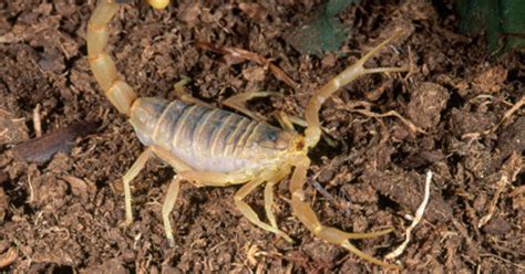 Limited time sale easy return. On The Horizon: Scorpion venom as cancer treatment - CBS News