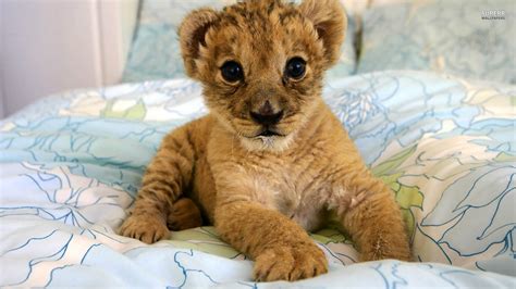 Cute Lion Cubs Cute Cute Baby Animals Lion Cub Baby Lion Cubs