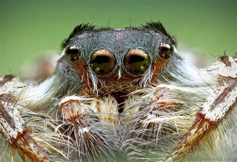 Phidippus Putnami Jumping Spider Male This Image Is A Focus Stacked