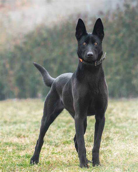 Check spelling or type a new query. Belgian Malinois | Black dogs breeds, Dutch shepherd dog ...