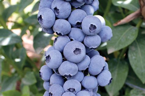 New Early Low Chill Blueberry Varieties From Oregon