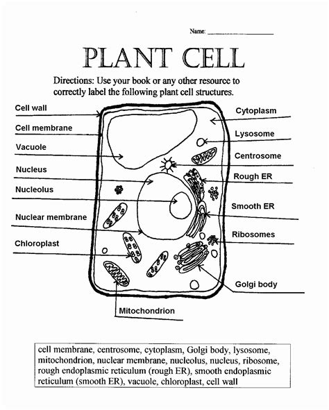 50 Animal And Plant Cells Worksheet