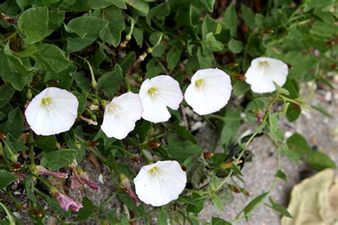 Bindweed With White Flowers Picture Free Photograph Photos Public