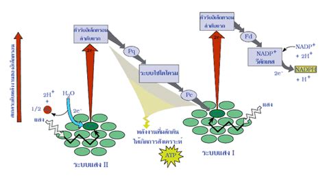 untitled document [il mahidol ac th]