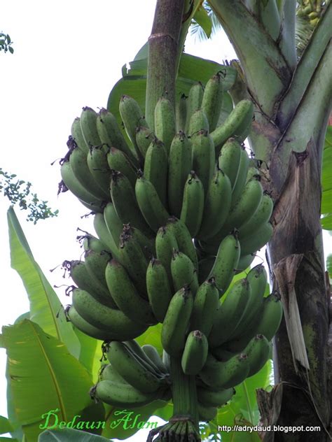 Pisang cavendish sebagai sumber energi 6.2. Dedaun Alam: Pisang Nangka & Pisang Berangan