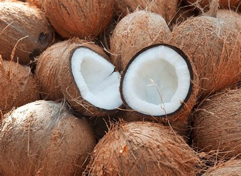 Solid Raw Coconut Coconut Size Medium Rs 40 Kg Pegasus Enterprises