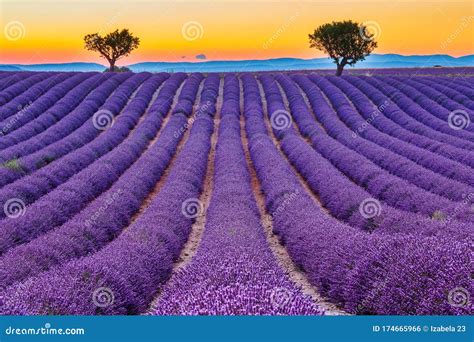 Provence France Lavender Fields At Sunset On The Plateau Of Valensole