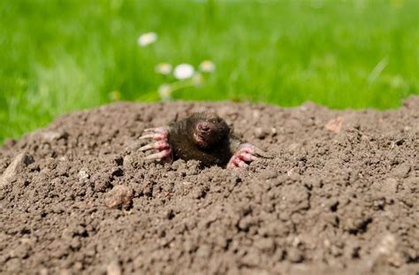 How To Get Rid Of Moles Using Home Remedies Mymove