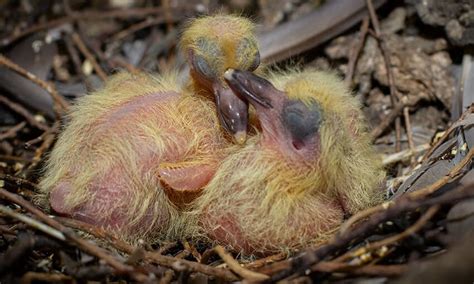 Baby Mourning Doves Caring For And Feeding Abandoned Dove Babies