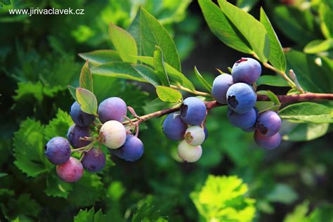 Mirtilo Blueberry Arando Cura Pelas Plantas