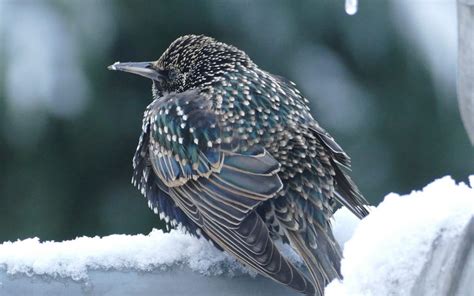 The 10 Most Common Winter Birds In North America Birding World