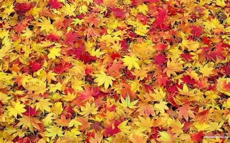 68 Fall Leaves Background