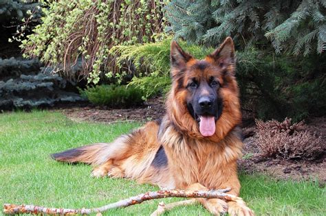 Alsatian Dog Breed Information Mylilpaw