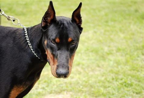 Scary Dog Breeds Top 10 Mean Looking Dogs