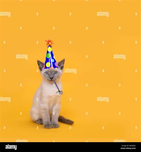 Siamese Party Cat Wearing Birthday Hat Stock Photo Alamy