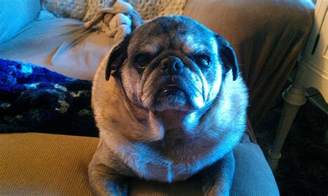 Chowder I Told You No More Pictures Pug Love Pugs Bulldog