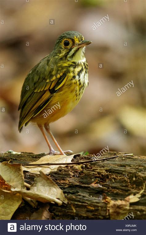 Spotted Antpitta Hylopezus Macularius High Resolution Stock Photography