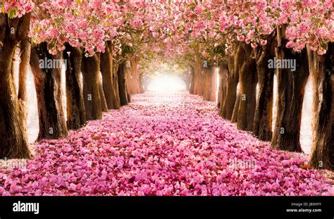 Falling Petal Over The Romantic Tunnel Of Pink Flower Trees Stock Photo