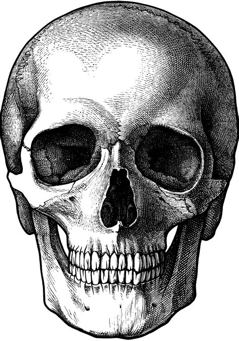 Excluding ear ossicles, it is made of 22 bones. Free photo: Skull - Anatomy, Human, Spooky - Free Download ...