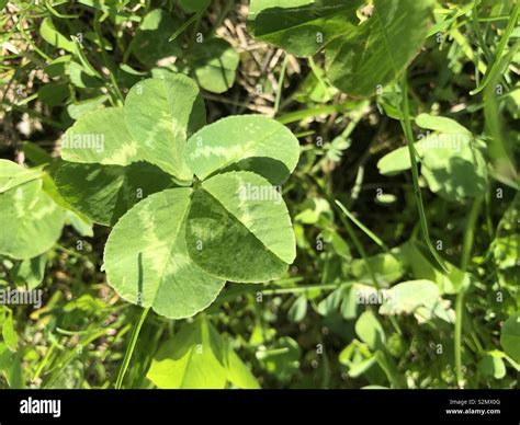Super Rare Five Leaf Clover Stock Photo Alamy