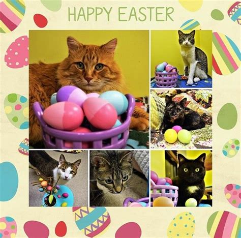 Pin By Michele Mckenzie Bobbitt On Easter Cats Easter Cats Happy Easter Easter