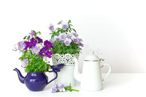 Purple Blue Pansies Vintage Pots Stock Image Image Of Background