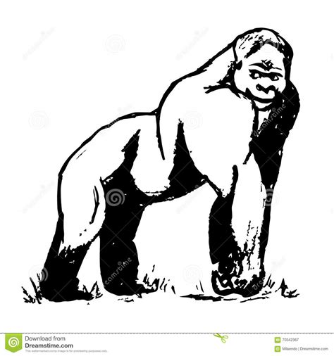 A Big Male Gorilla Stock Vector Illustration Of Jungle 70342367
