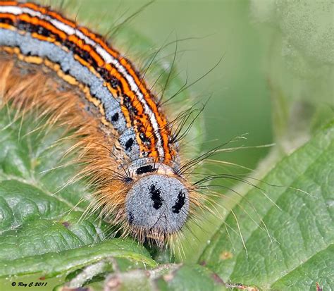 Lackey Moth Caterpillar Flickr Photo Sharing