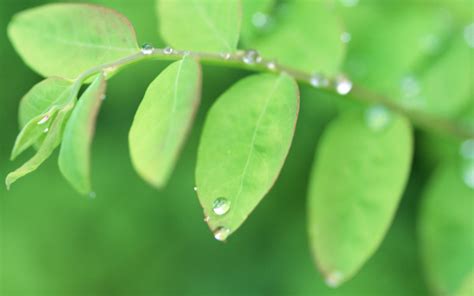 Wallpaper Water Nature Grass Branch Green Dew Leaf Flower