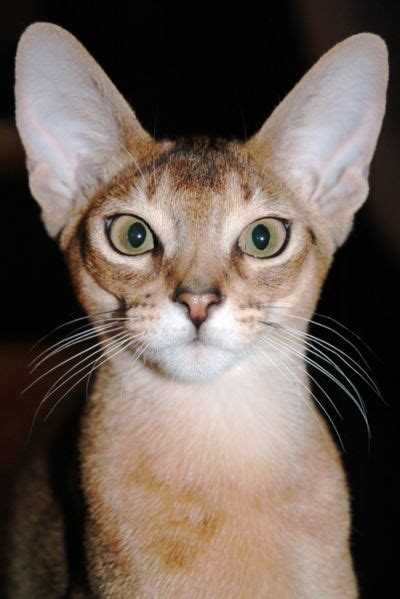My First Abyssinian Was Called Mallory Abyssinian Cats Cats Cat Breeds