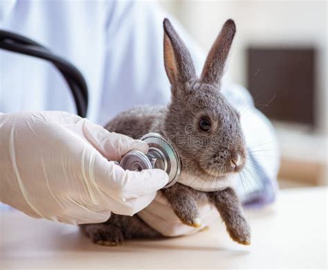 Vet Doctor Checking Up Rabbit In His Clinic Stock Image Image Of