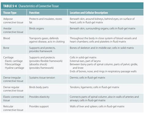 Classifications Of Connective Tissue