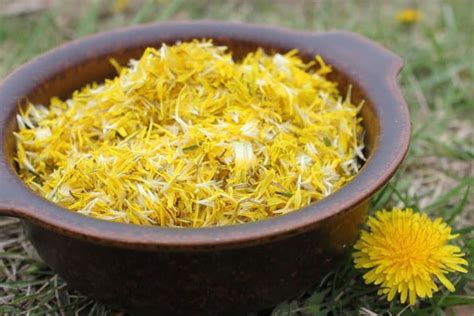 Dandelion Soda Recipe Naturally Fermented With A Ginger