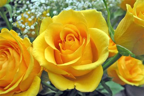 Yellow Roses Roses Photo 9842259 Fanpop
