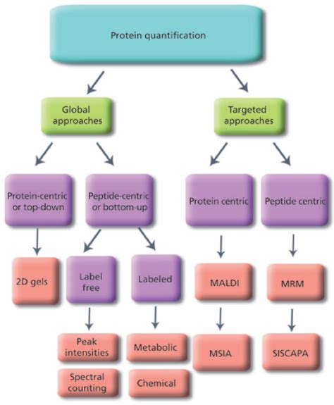 Protein Quantification Service Creative Proteomics