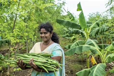 India Zero Budget Natural Farming Food And Land Use Coalition